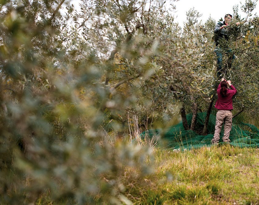 Olio Tenuta la Massa