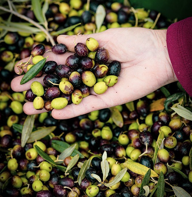 Olio Tenuta la Massa